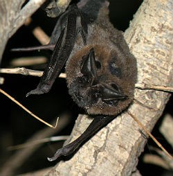Big Free tailed Bat hanging from tree, peering at photographer