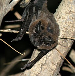 big free-tailed bat in tree big free-tailed bat in tree