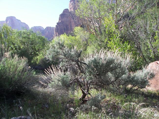 Silvery green sage brush surrounded by dense, green vegetation
