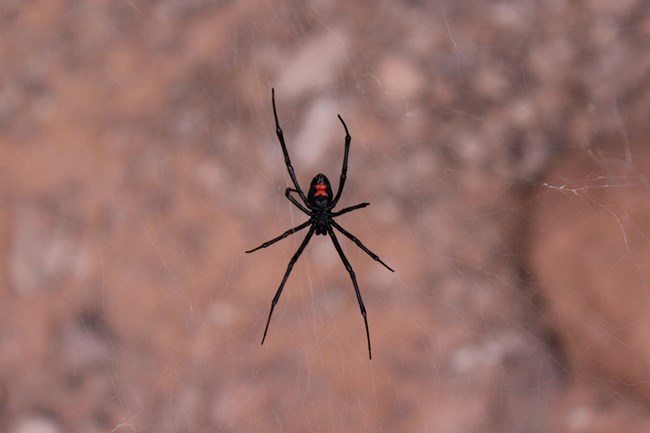 Long legged black widow spider, spread out on its web with the tell tale red hourglass on its abdomen