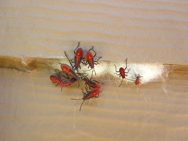 Nine small red bugs with dots of black along their body are crawling over a Western Tent Caterpillar cocoon