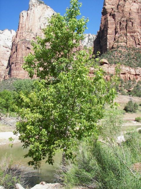 Boxelder Boxelder