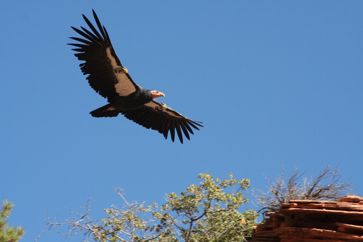 Large California Condor with wings outstretched flying overhead