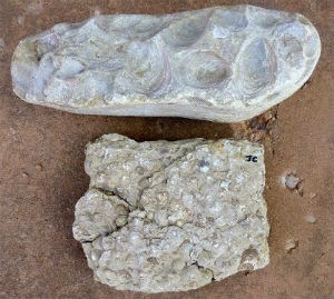 Carmel Formation fossils