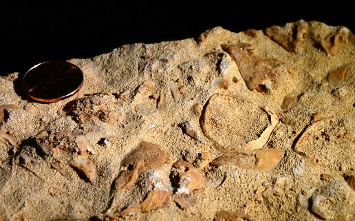 Carmel marine fossils