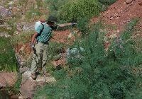 A ranger sprays herbicide on an invasive tamarisk tree.