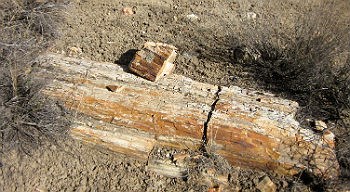 petrified wood in the Chinle Formation