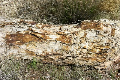 log of petrified wood found in the Chinle Formation