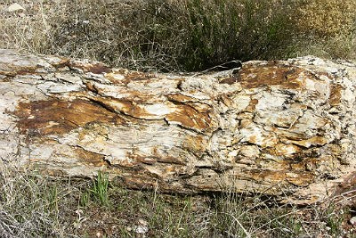 log of petrified wood found in the Chinle Formation log of petrified wood found in the Chinle Formation