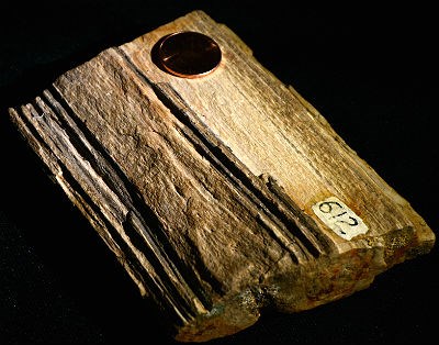 small piece of petrified wood with penny for scale