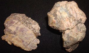 pieces of Phytosaur braincase