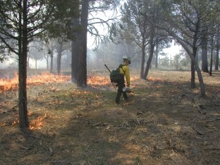 A fire crew member walks with a drip torch through the woods, with a low fire burning the ground.