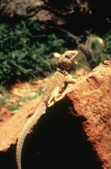 Collared Lizard