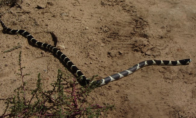 Black white mottled snake moving along sandy trail