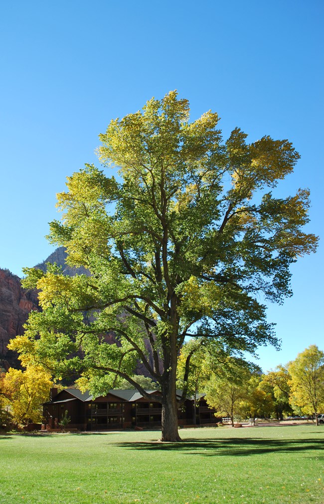 Large, green cottonwood tree, in front of Zion Lodge