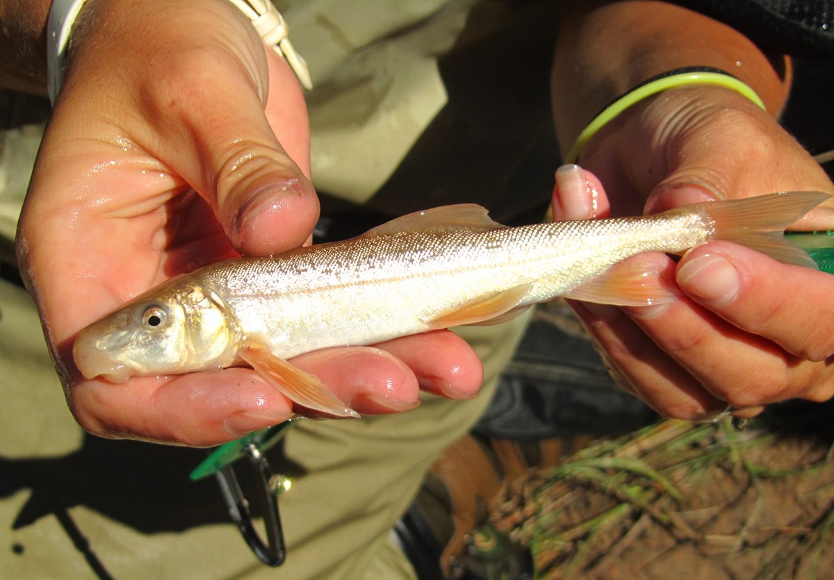 Small silver fish with large mouth being held in two hands