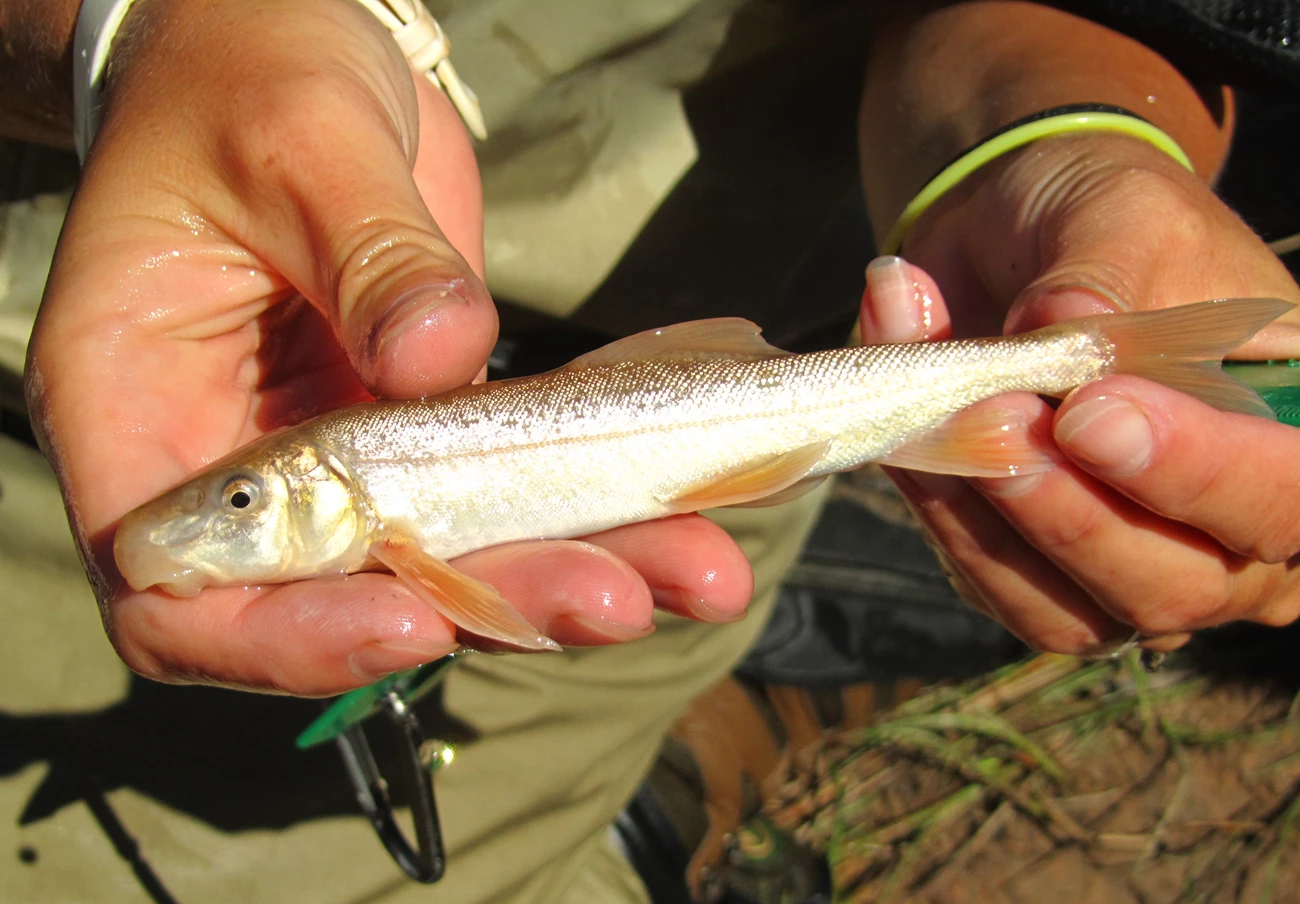 Desert Sucker Fish Small silver fish with large mouth being held in two hands