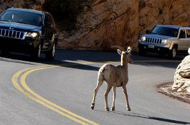 bighorn standing in middle of road on Zion's east side