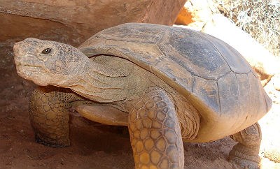 adult tortoise walks under a large rock for shade