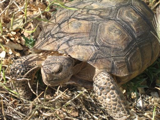 Desert Tortoise