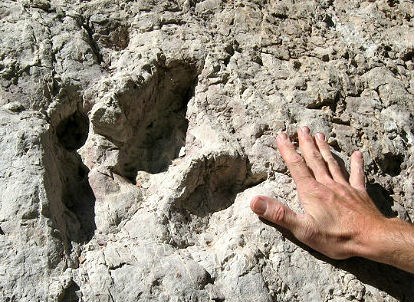 three-toed dinosaur track with human hand for scale