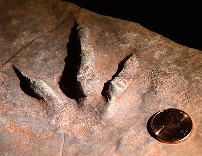 Grallator dinosaur track in sandstone, with penny for scale
