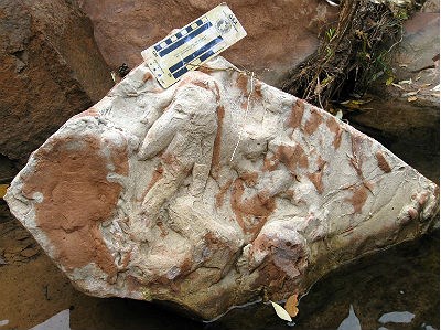 dinosaur tracks on loose block in stream bed