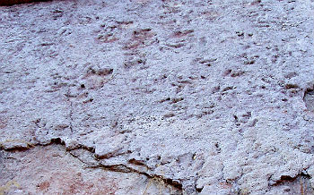 zion national park fossils