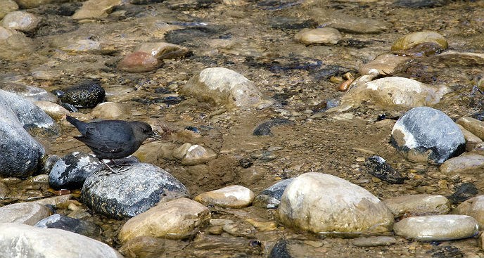 small gray bird standing on rock, looking into river