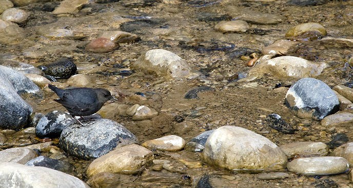 small gray bird standing on rock, looking into river small gray bird standing on rock, looking into river
