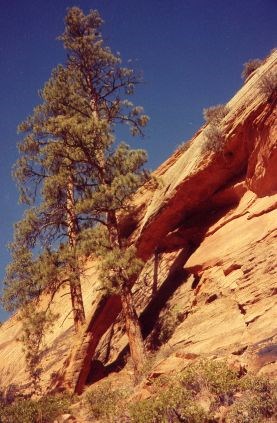 Double Pine Arch Double Pine Arch