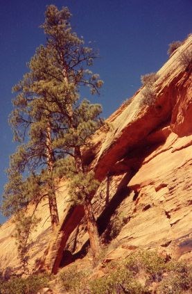 Double Pine Arch