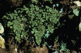 Maidenhair Fern