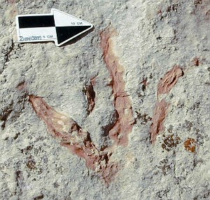 three-toed dinosaur track three-toed dinosaur track