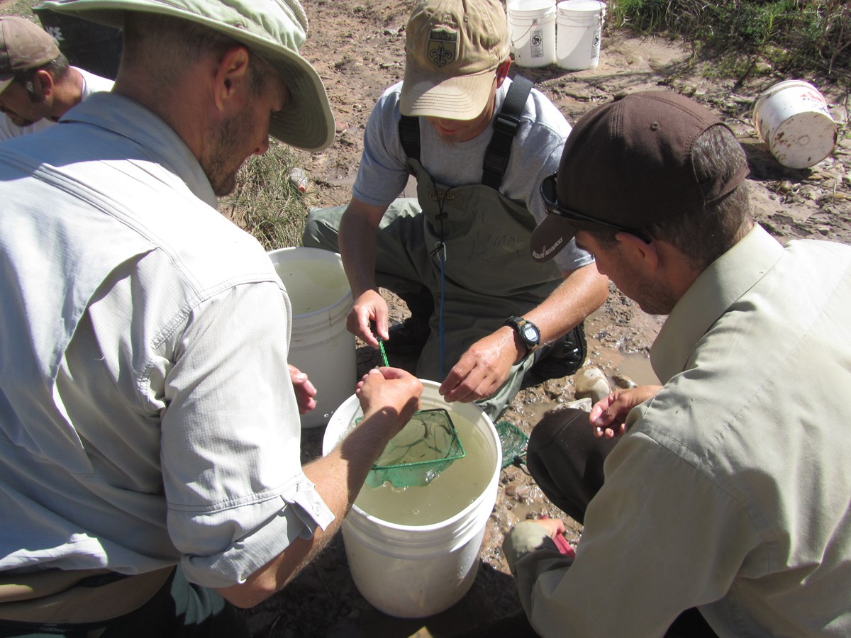 Staff holding small nets over a white bucket to identify and count species of fish during a fish monitoring survey