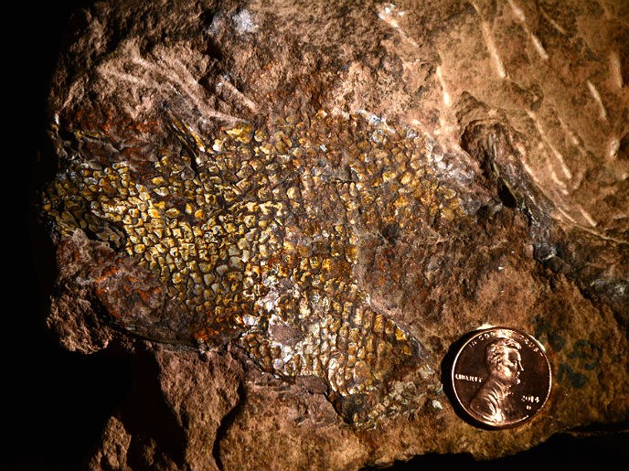Fossil fish scales in piece of Moenave, with penny for scale