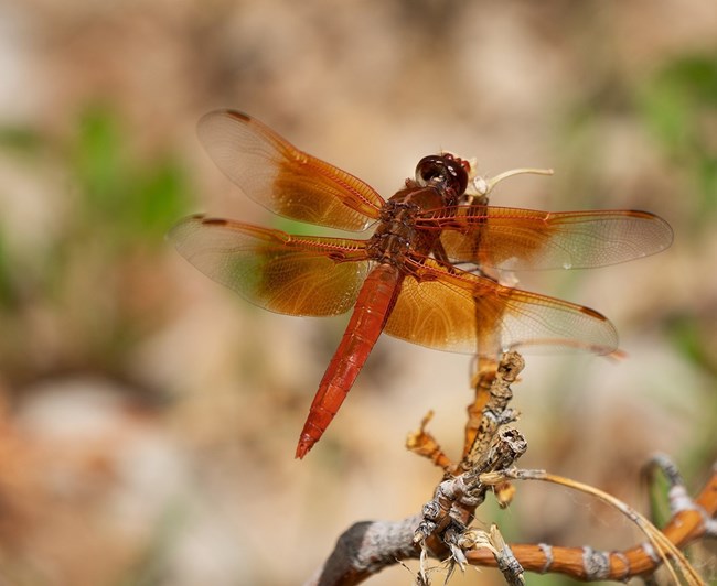 Strikingly red dragonfly perched on branch