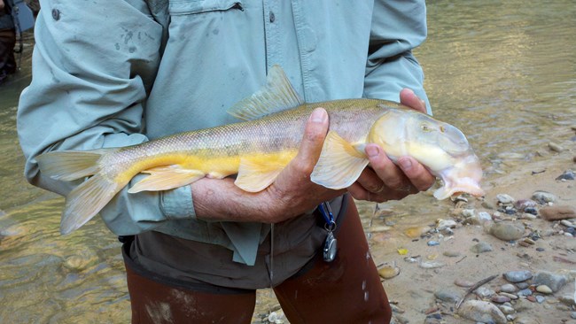 Large fish with yellow belly is being held with two hands. It's large suckerfish lips make it a perfect bottom feeder