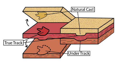 diagram of types of fossil tracks