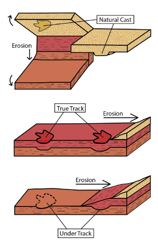 diagram of types of tracks as rock layers erode