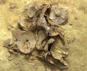 fossil shells in rock