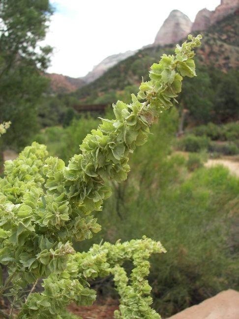 Long green branch coated with light green seeds. The seeds are open with four wings