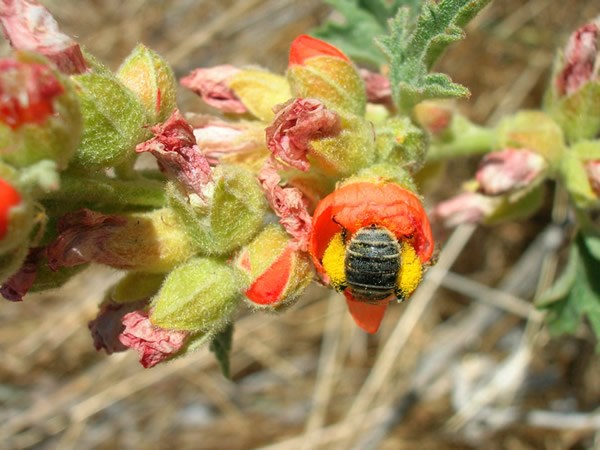 Globemallow Bee (Vince Tependino ARS Bee Research Lab) Small black backed bee deep inside a globe mallow flower. Only the bees back and pollen coated legs are visible in the orange flower