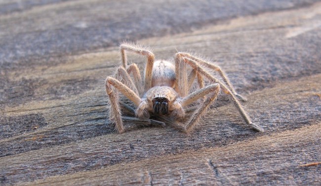 Golden Huntsman Spider Tanned, long legged spider is hunched down on a downed tree