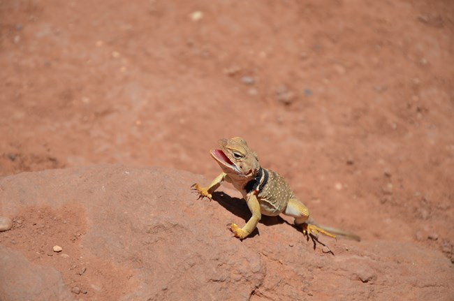 Small tan lizard with black bands around its neck. The lizards mouth is open as it basking in the sun on a sandstone rock.