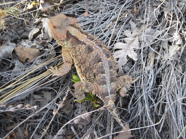 Small greater short-horned lizard laying on brown brush. The lizard is tan with small, spiky spines covering its back