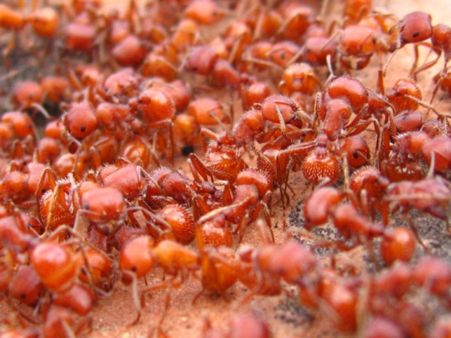 Many red ants crawling around their sandy nest