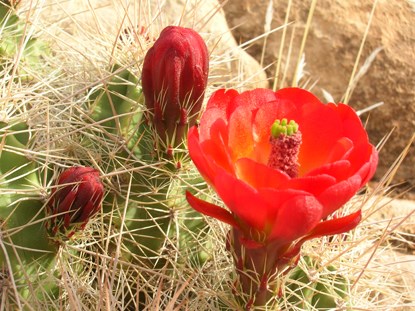 Mohave Claretcup Mohave Claretcup