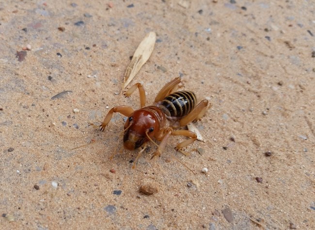Small tan bodied insect crawling along the sandy ground