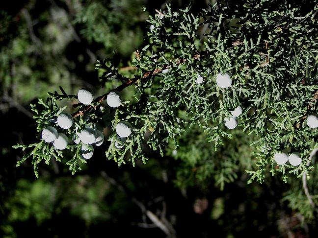 Green small needles surrounding blue, juniper berries